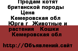 Продам котят британской породы › Цена ­ 2 000 - Кемеровская обл., Юрга г. Животные и растения » Кошки   . Кемеровская обл.